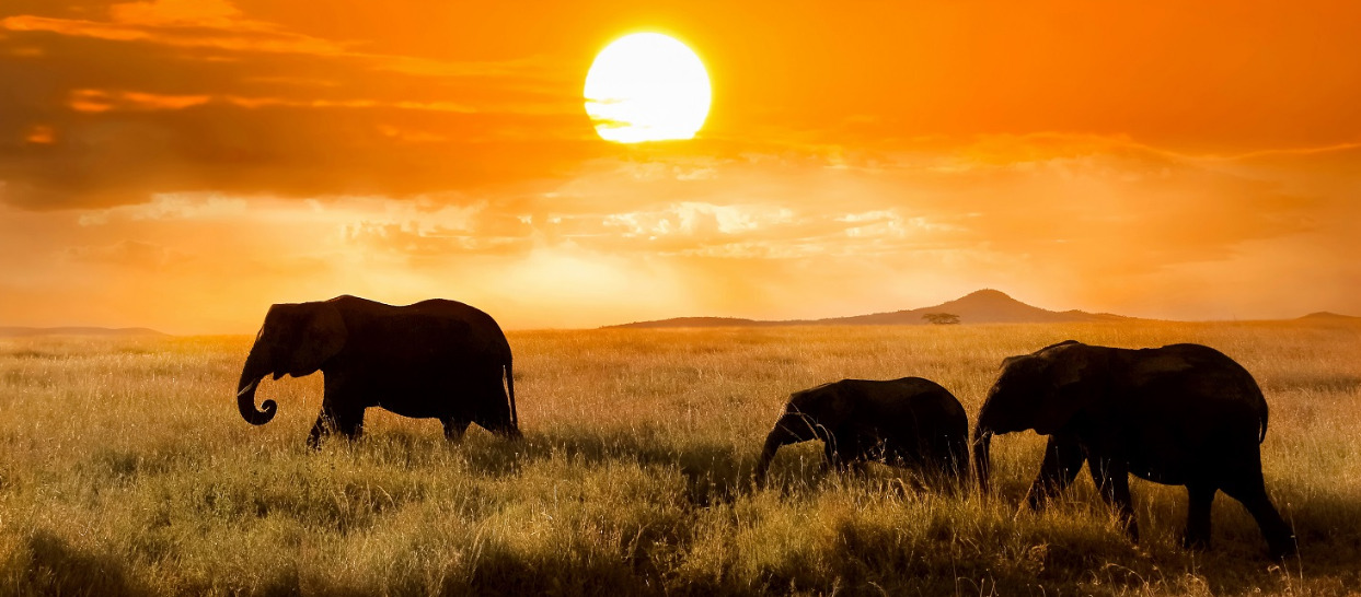 safari von kenia